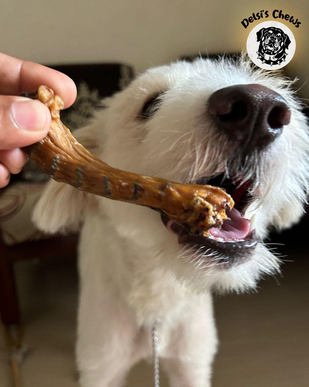 The Hidden Danger in Your Dog’s Treats: Lack of Nutritional Value