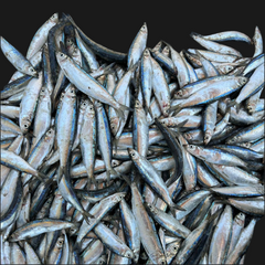 Dehydrated sardine