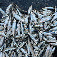 Dehydrated sardine