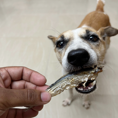 Dehydrated sardine