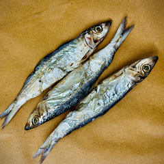 Dehydrated sardine
